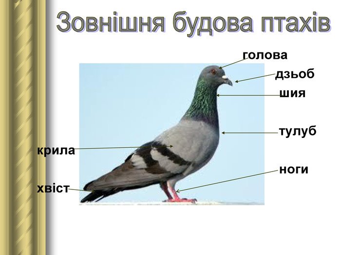 Урок-презентація "Загальна характеристика класу Птахи"